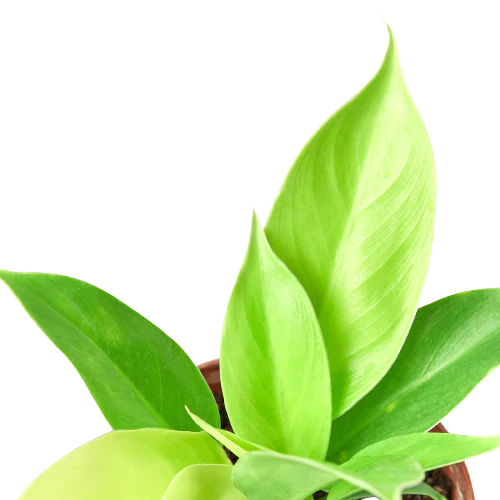 Moonlight Philodendron