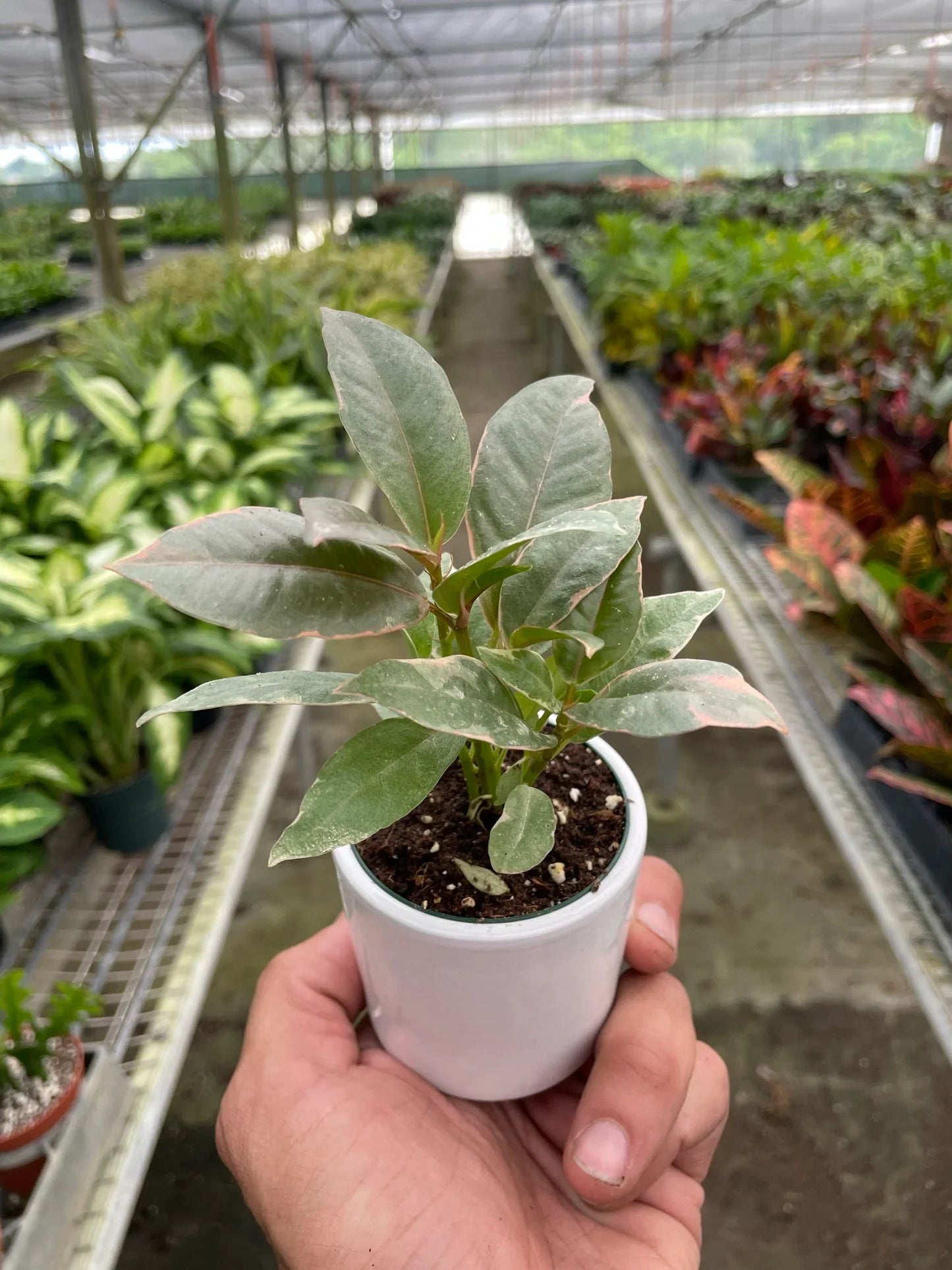 Ficus Tineke