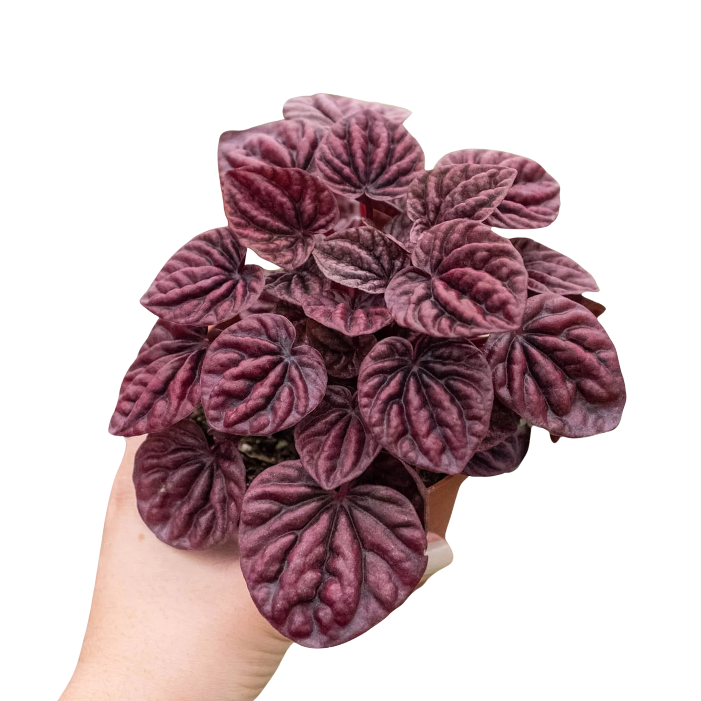 Peperomia Ripple Red