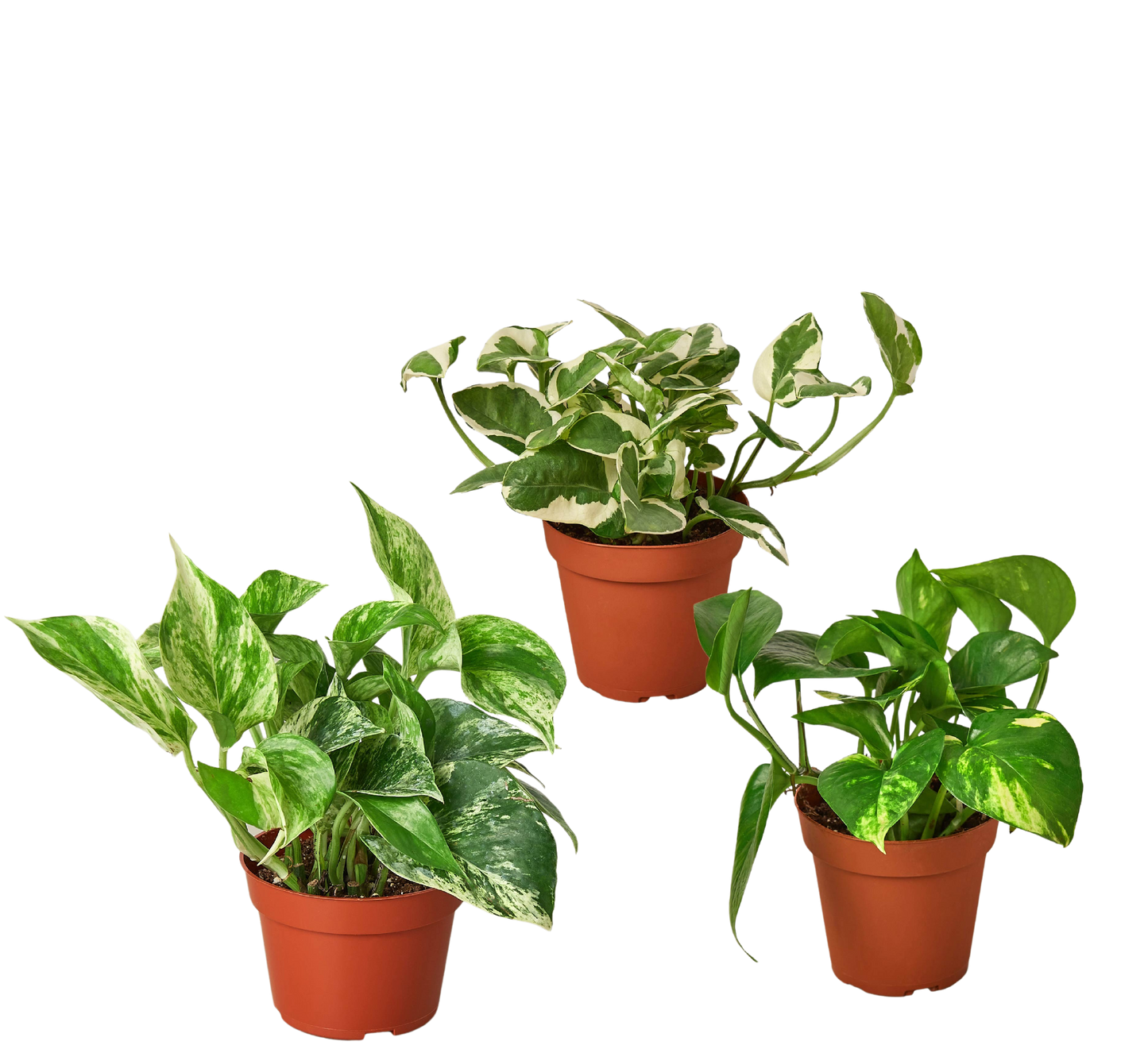 3 Pothos Variety Pack - 4" Pots