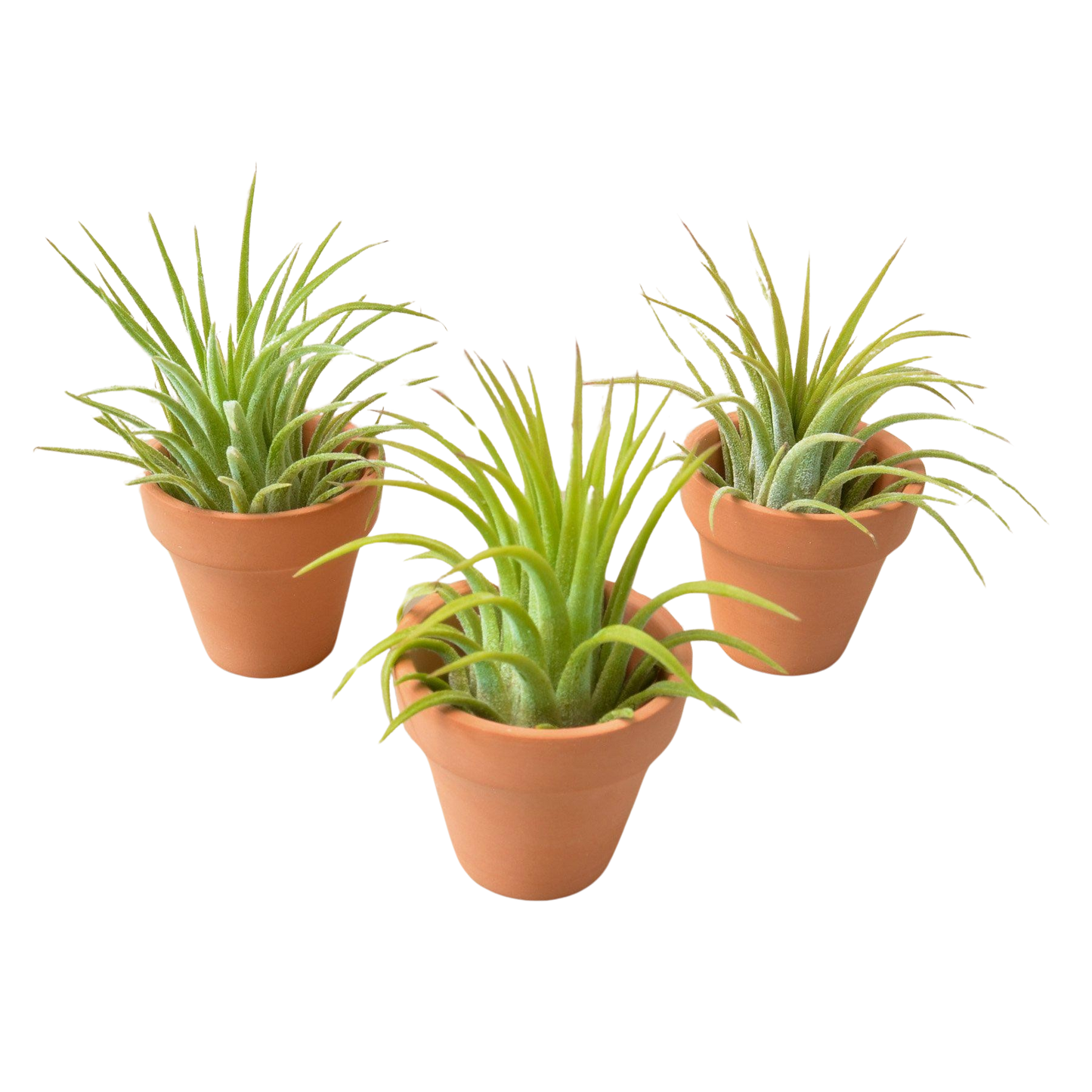 3 Air Plants with Mini Terra Cotta Pots