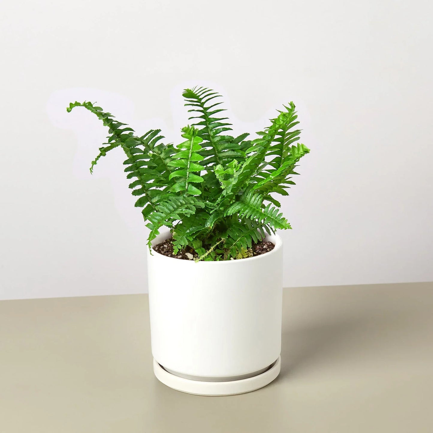 Boston Fern