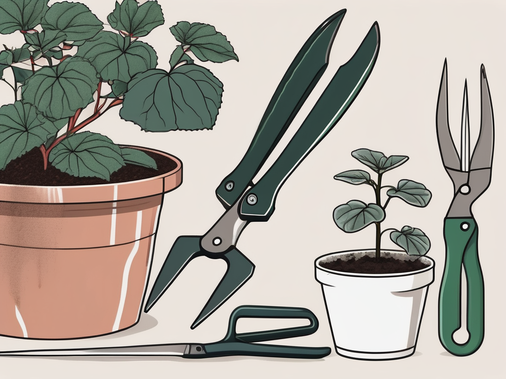 How to Successfully Propagate Rieger Begonia Cuttings