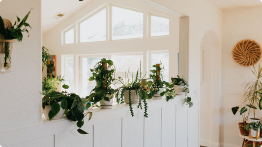 Houseplants in a beautiful sunny space