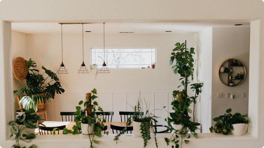 Houseplants in a beautiful sunny space