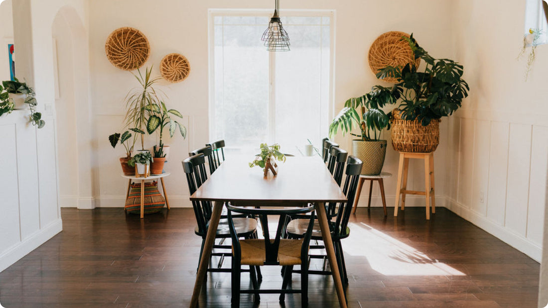 Houseplants in a beautiful sunny space