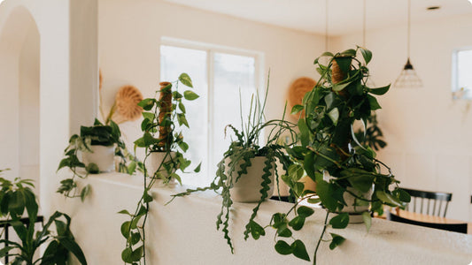 Houseplants in a beautiful sunny space