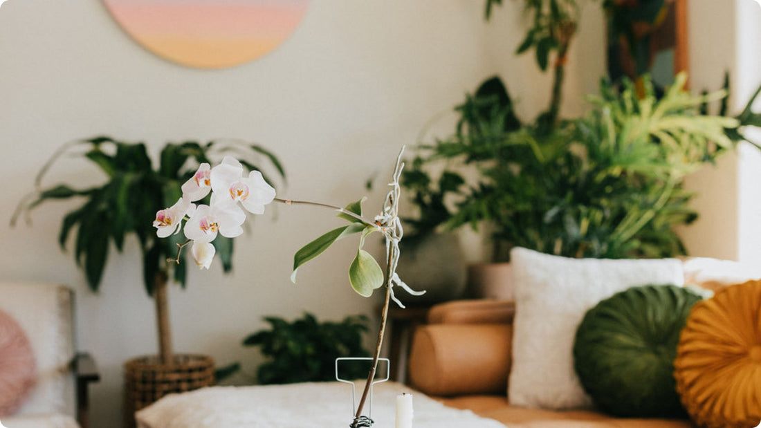 Houseplants in a beautiful sunny space