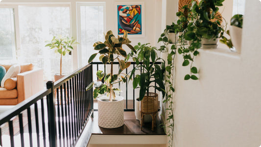 Houseplants in a beautiful sunny space