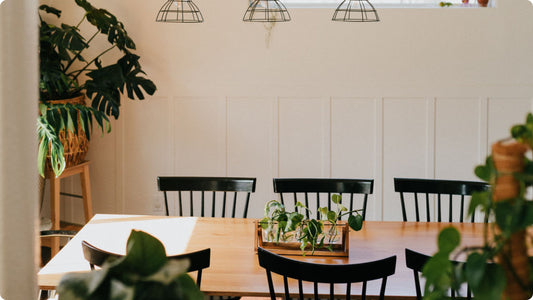 Houseplants in a beautiful sunny space