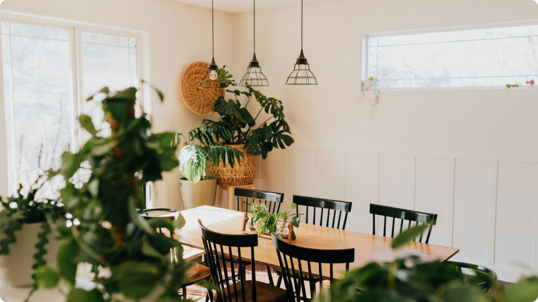 Houseplants in a beautiful sunny space