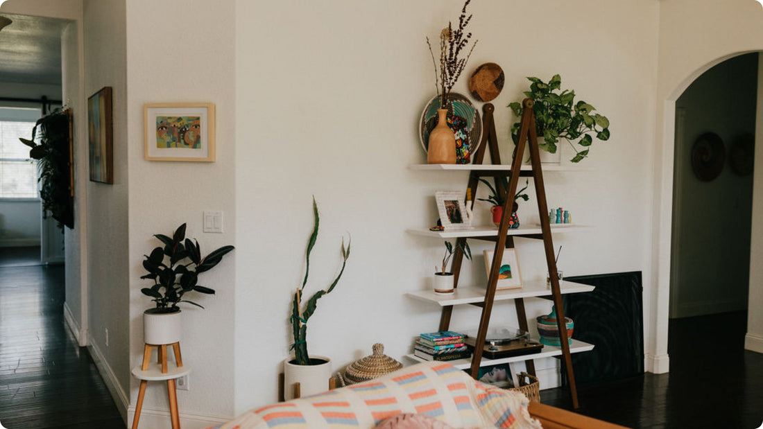 Houseplants in a beautiful sunny space