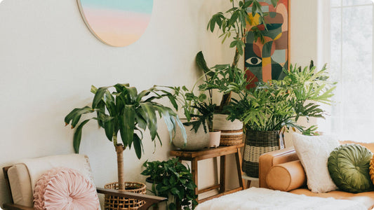 Houseplants in a beautiful sunny space