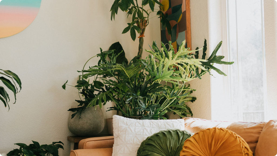 Houseplants in a beautiful sunny space