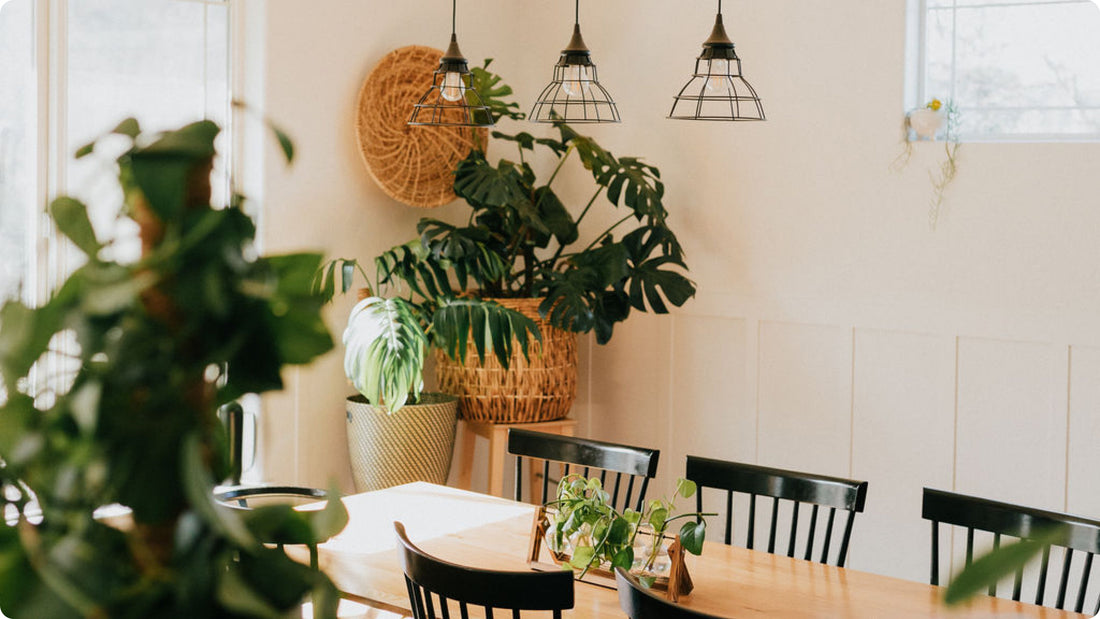 Houseplants in a beautiful sunny space