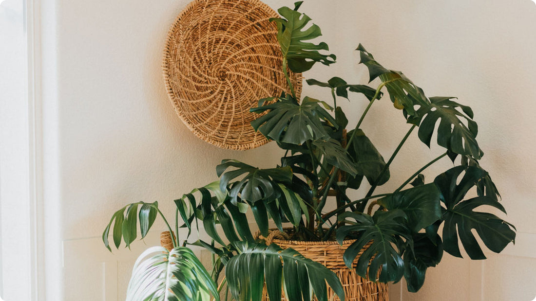 Houseplants in a beautiful sunny space