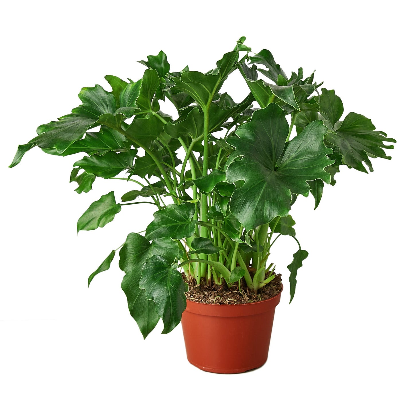 Philodendron Little Hope