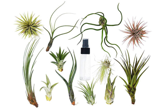 Air Plant Variety Pack w/ Spray Bottle