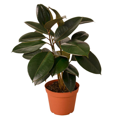 Ficus Burgundy