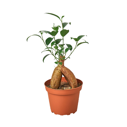 Ficus Ginseng &ndash; Cafe Planta