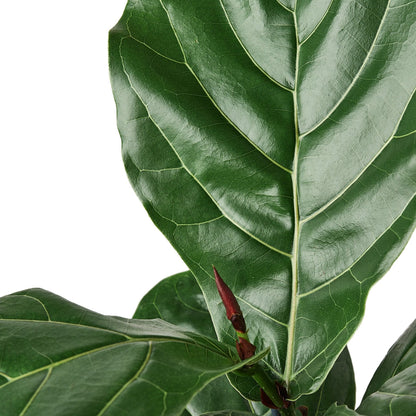 Fiddle Leaf Fig Tree