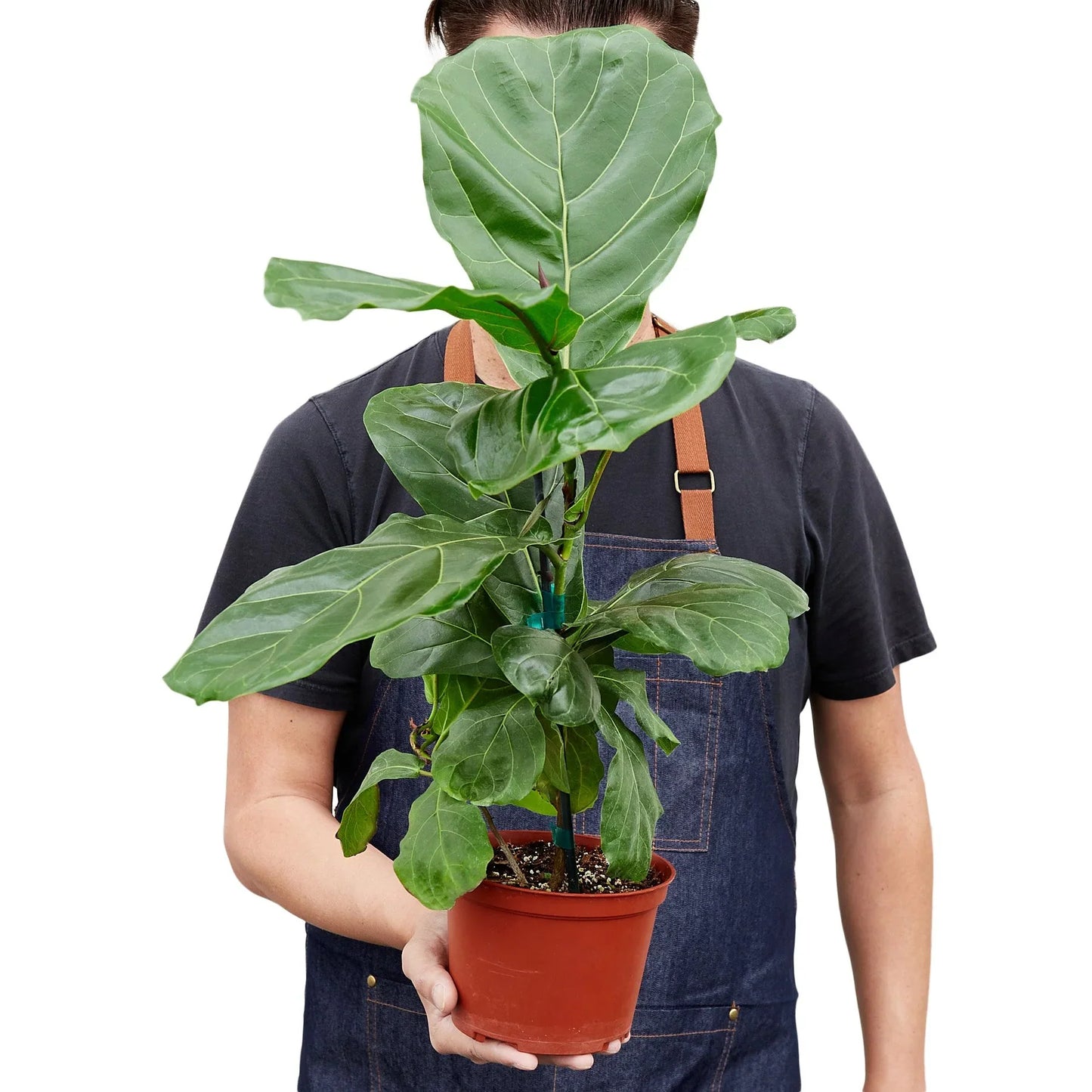 Fiddle Leaf Fig Tree