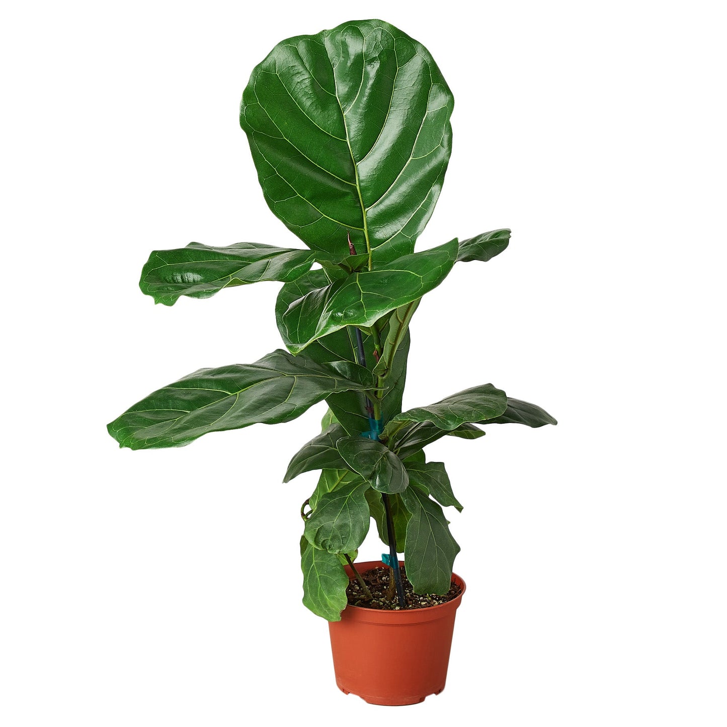 Fiddle Leaf Fig Tree