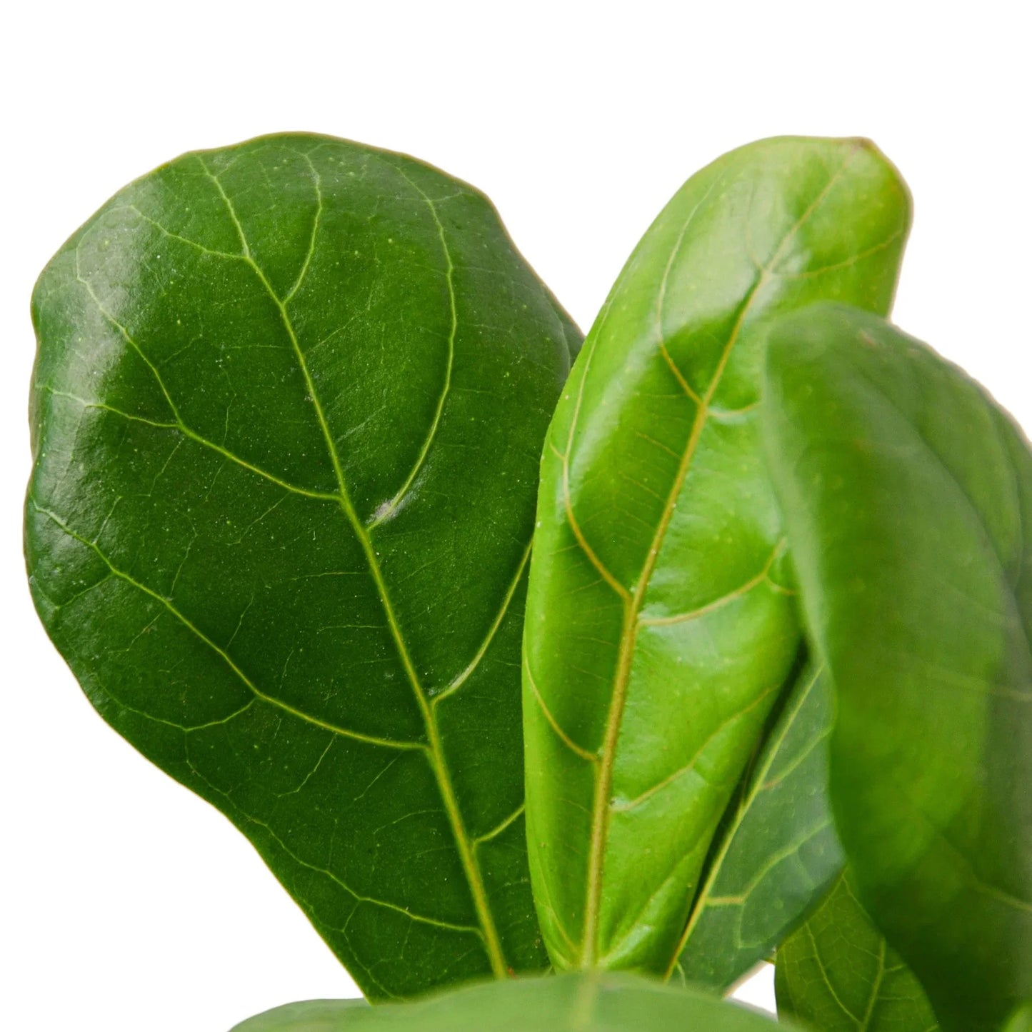 Fiddle Leaf Fig Tree