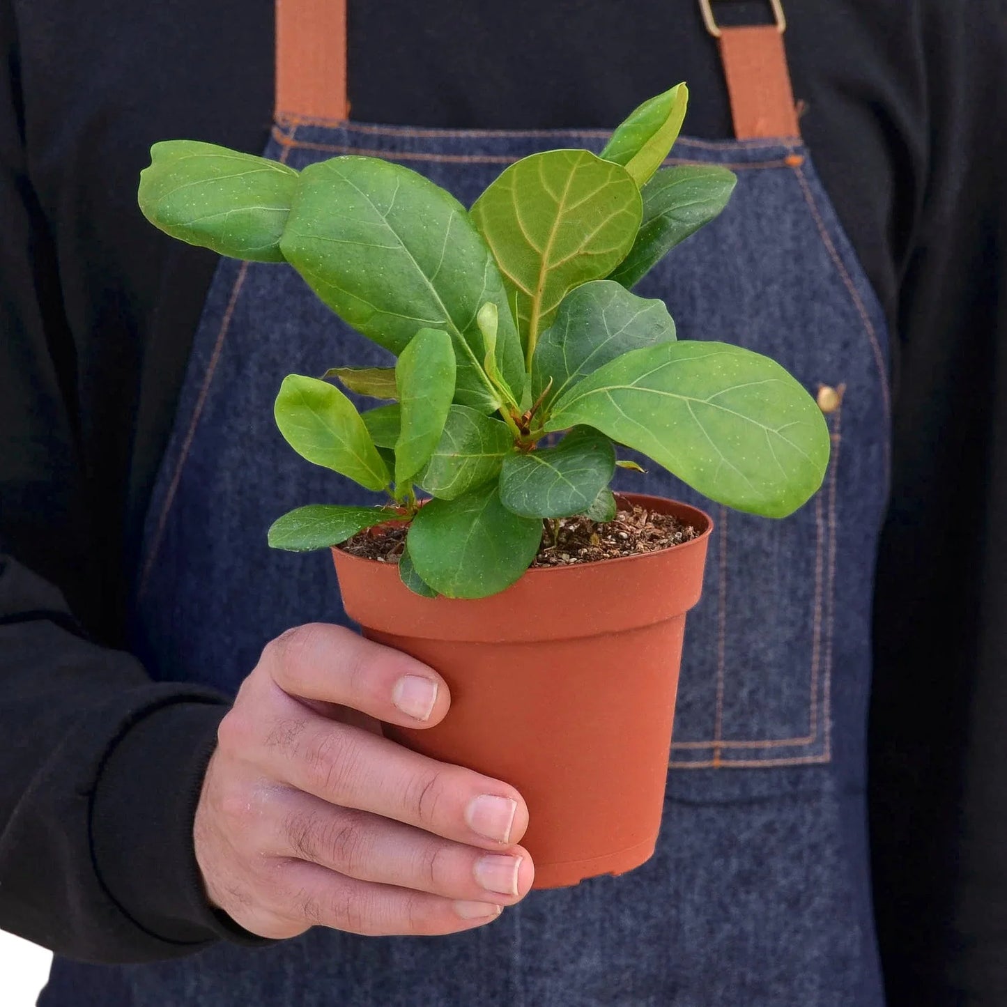 Fiddle Leaf Fig Tree