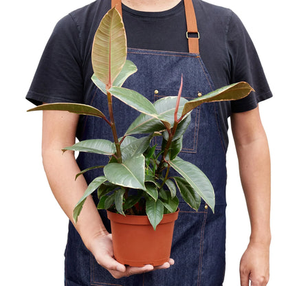 Ficus Tineke