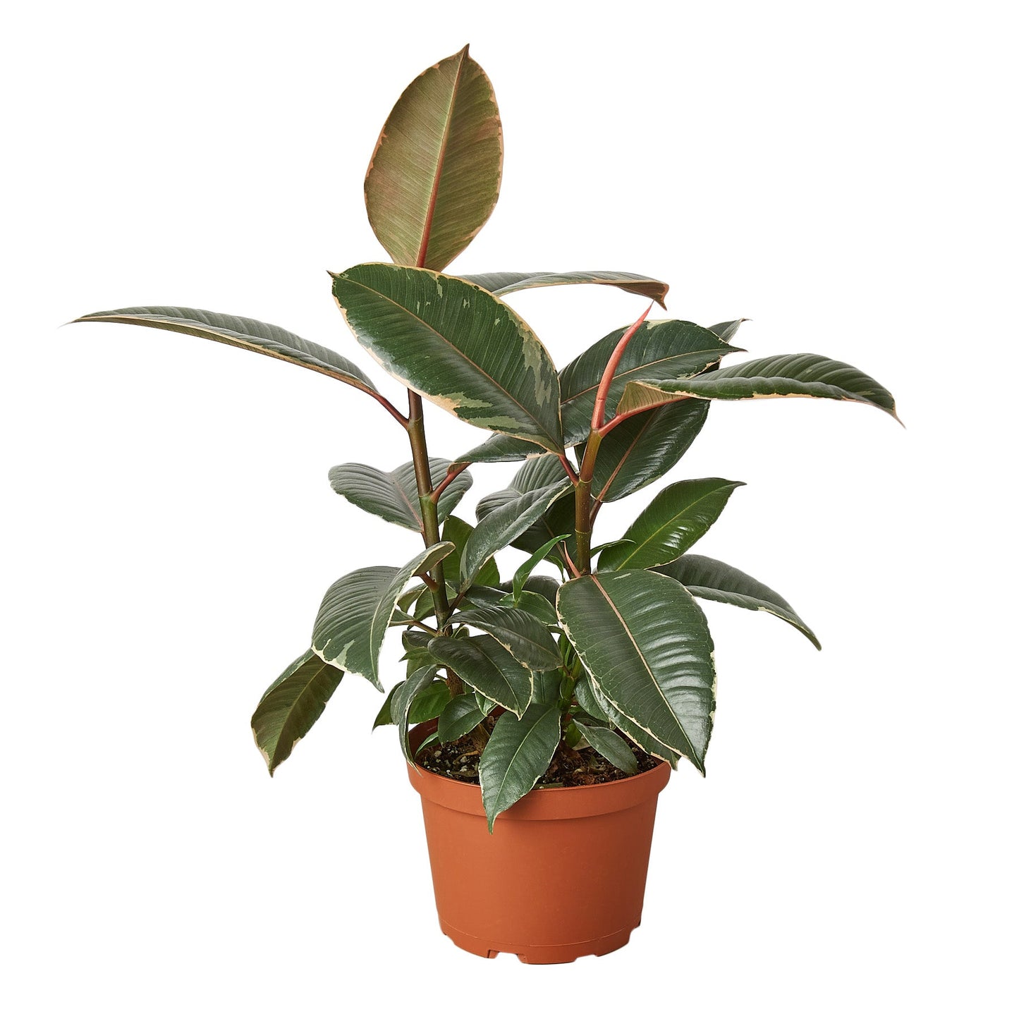 Ficus Tineke