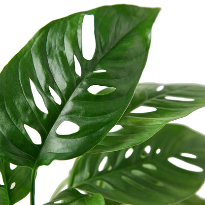 Monstera Adansonii Swiss Cheese Plant