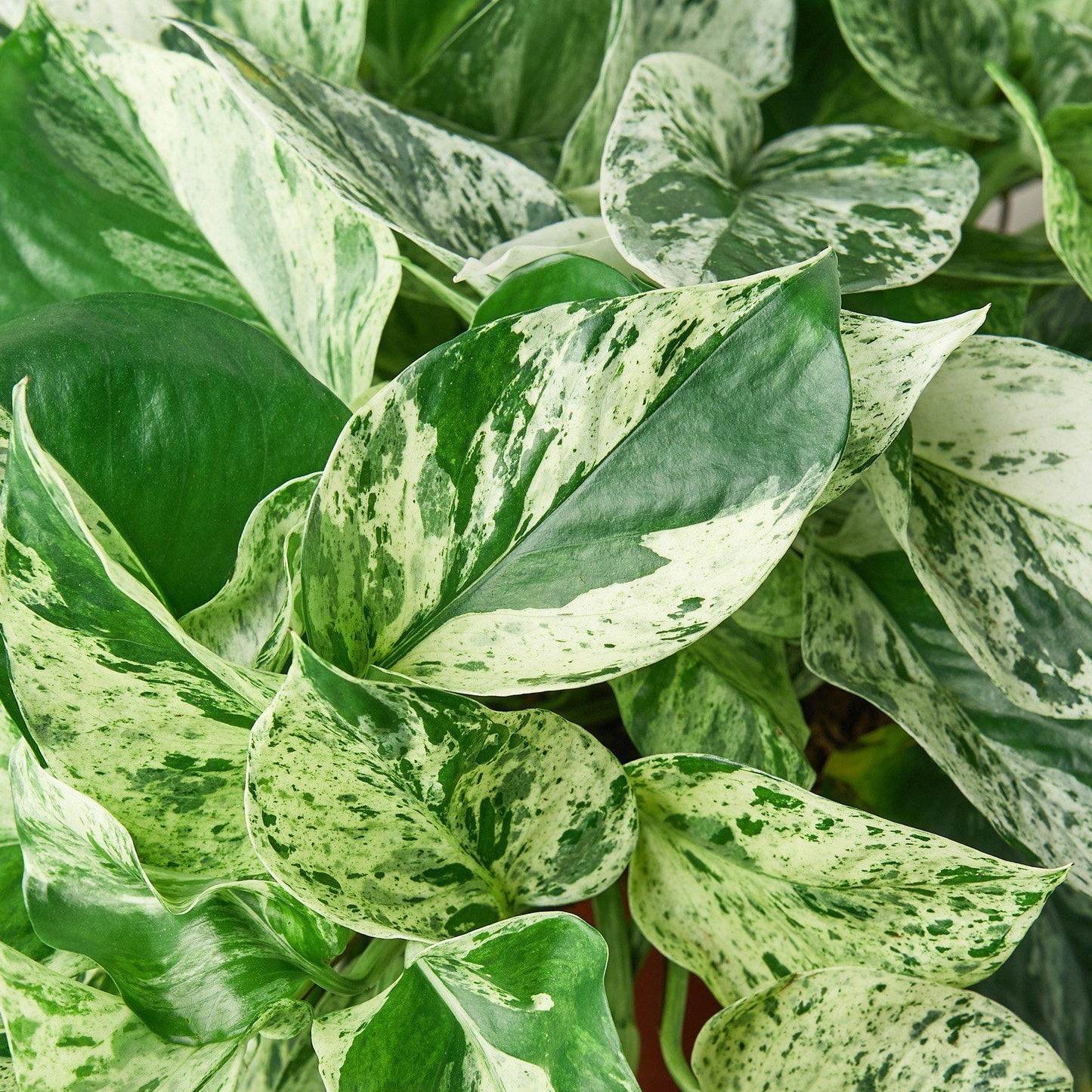 Marble Queen Pothos