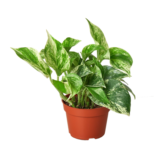 Marble Queen Pothos