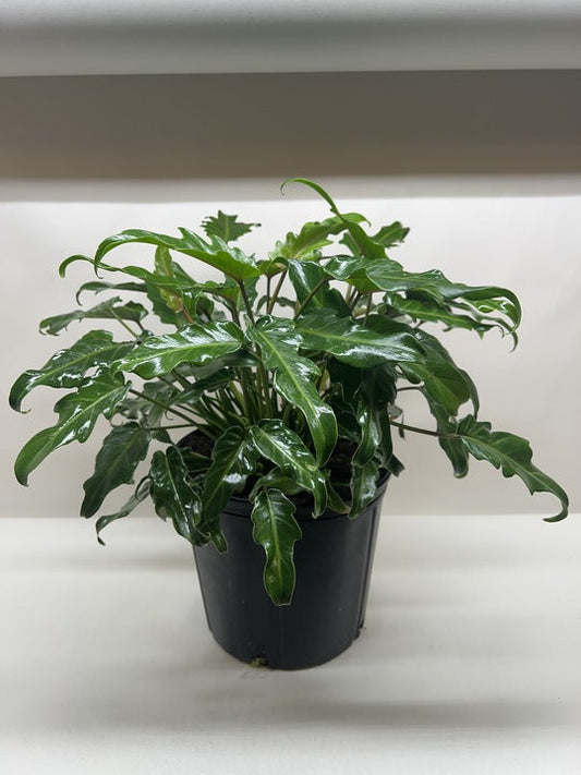 Philodendron Xanadu