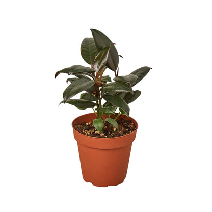 Ficus Burgundy