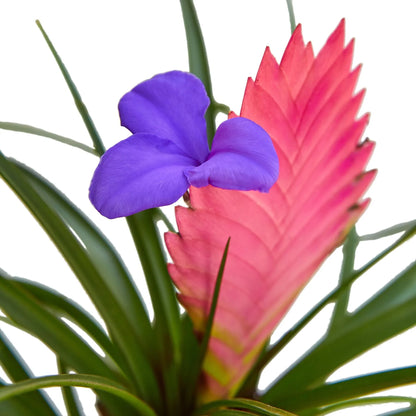 Bromeliad Cyanea 'Pink Quill'