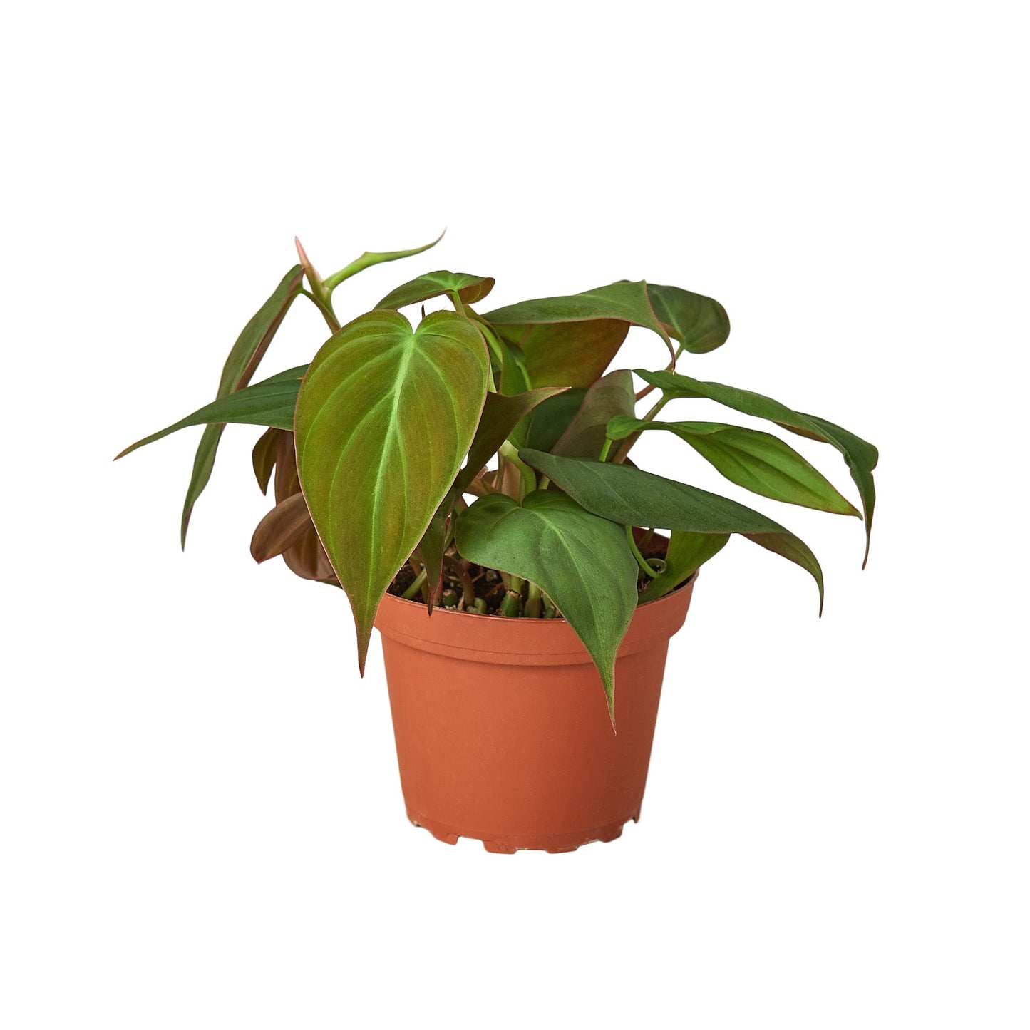 Velvet Leaf Philodendron