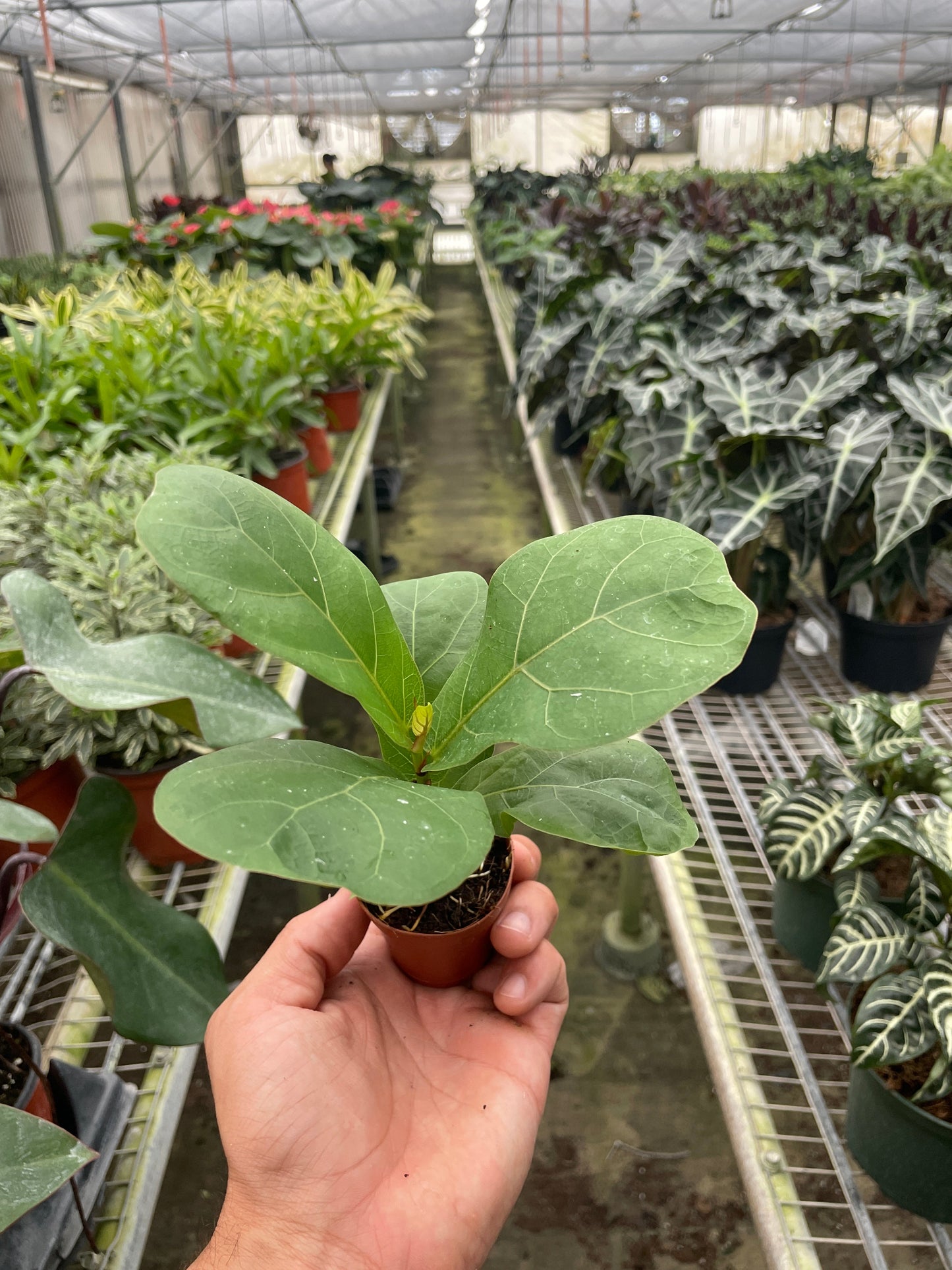 Fiddle Leaf Fig Tree