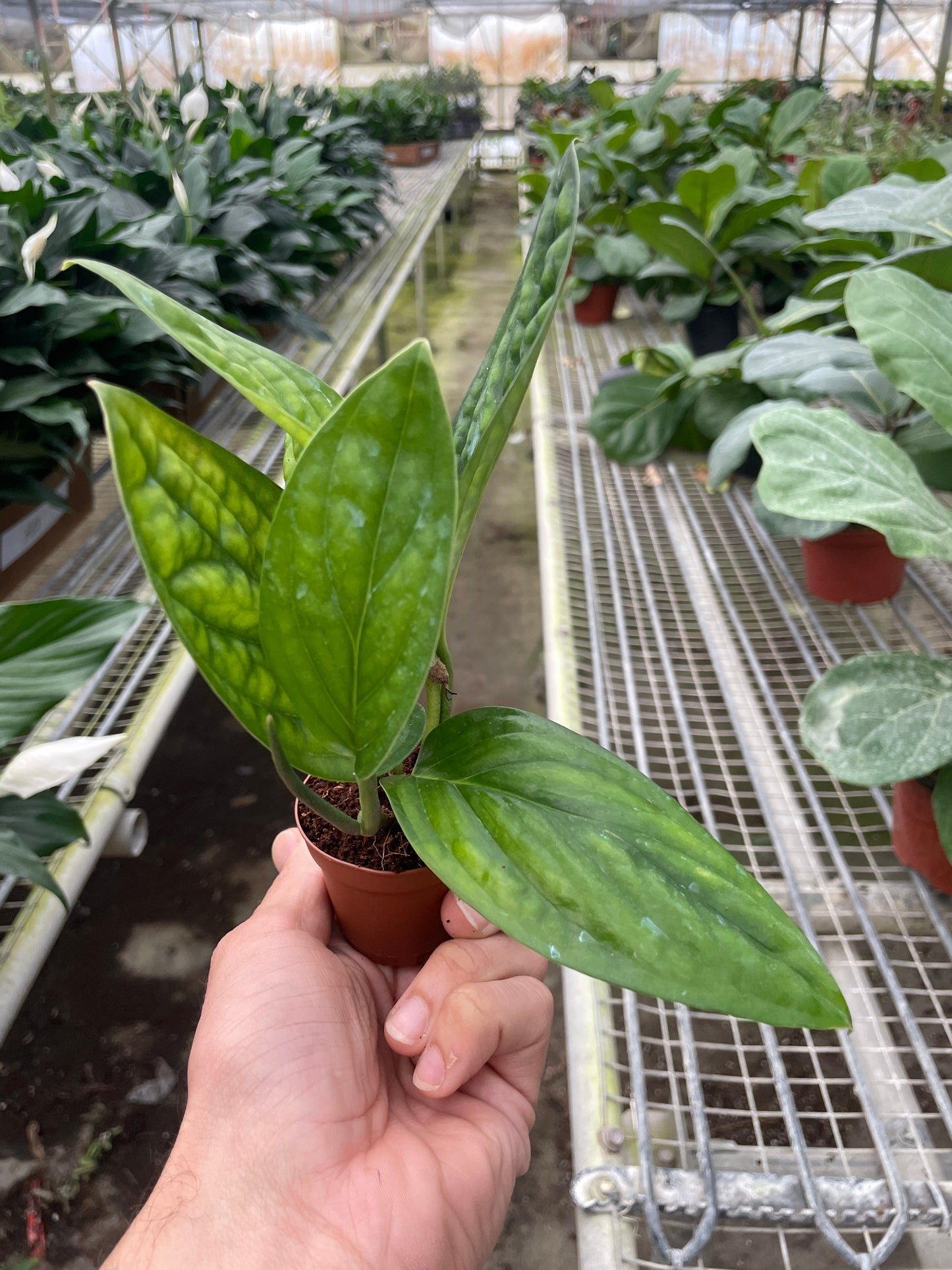 Monstera Peru