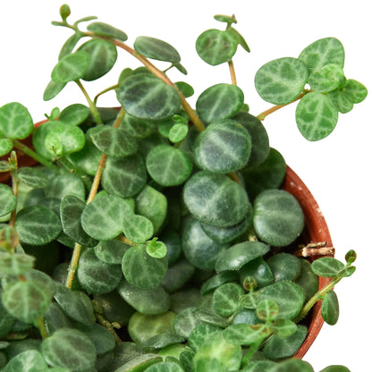 Peperomia String of Turtles