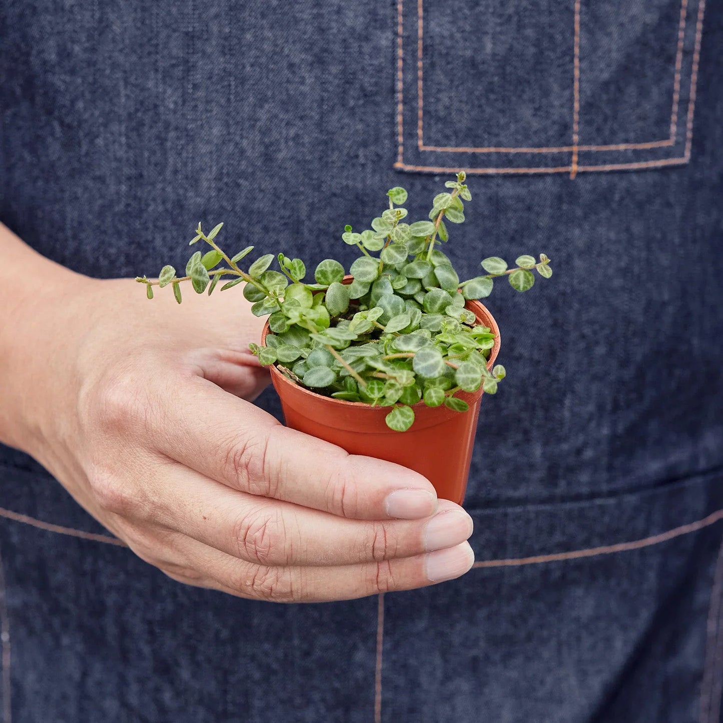 Peperomia String of Turtles