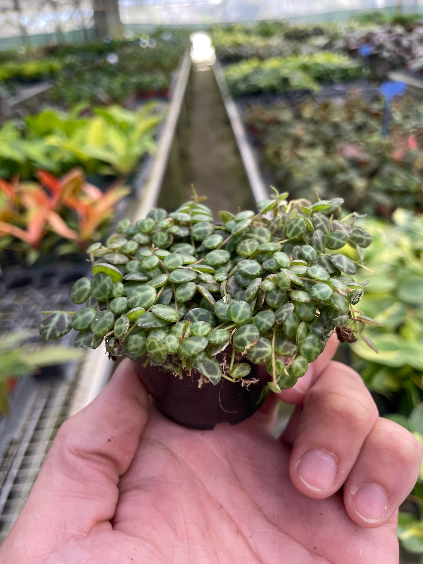 Peperomia String of Turtles