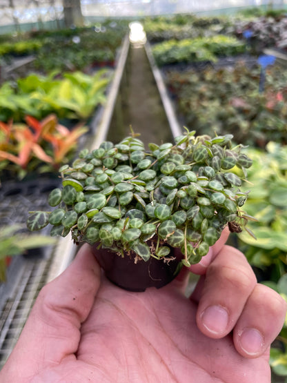 Peperomia String of Turtles