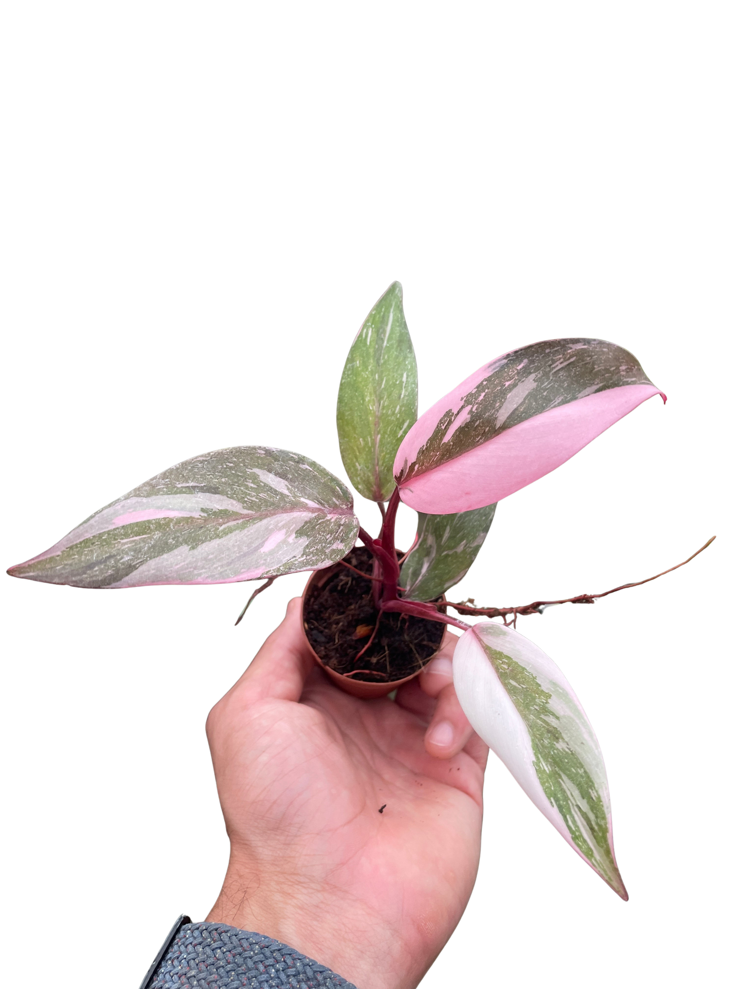 Marble Pink Princess Philodendron