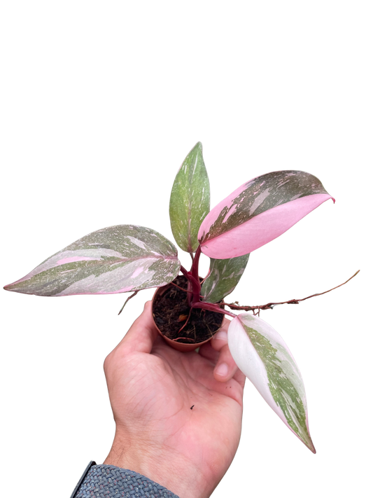 Marble Pink Princess Philodendron