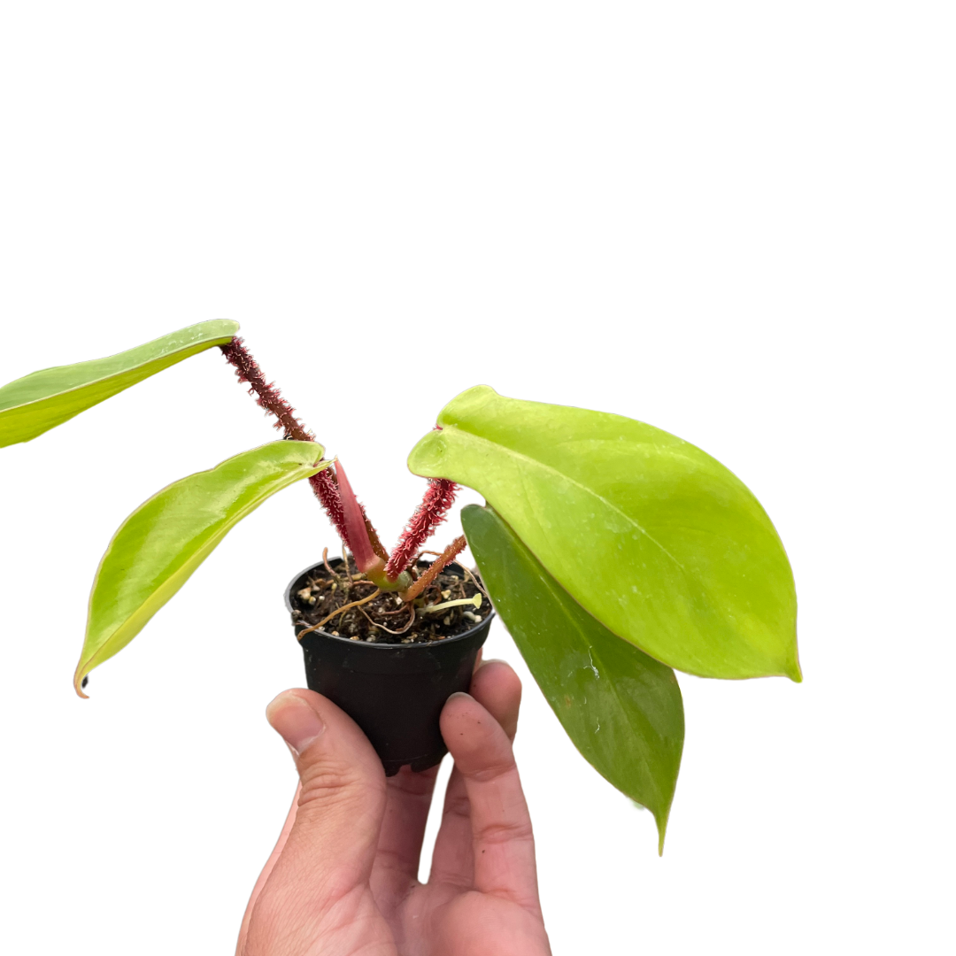 Philodendron Squamiferum