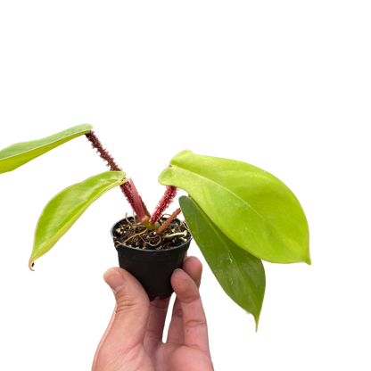 Philodendron Squamiferum