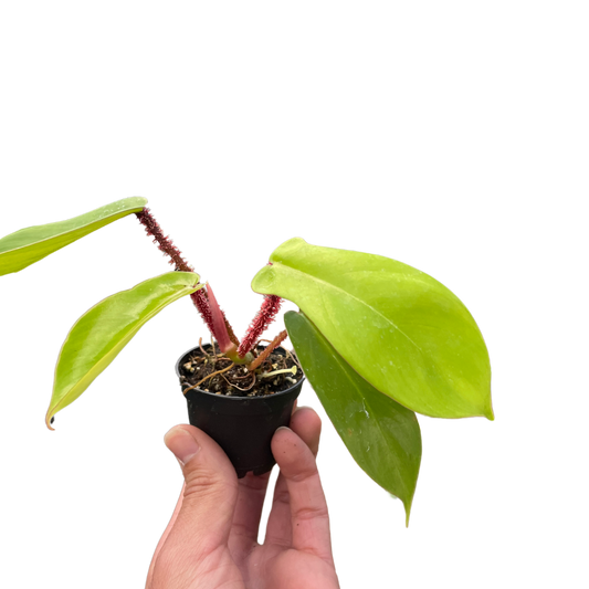 Philodendron Squamiferum