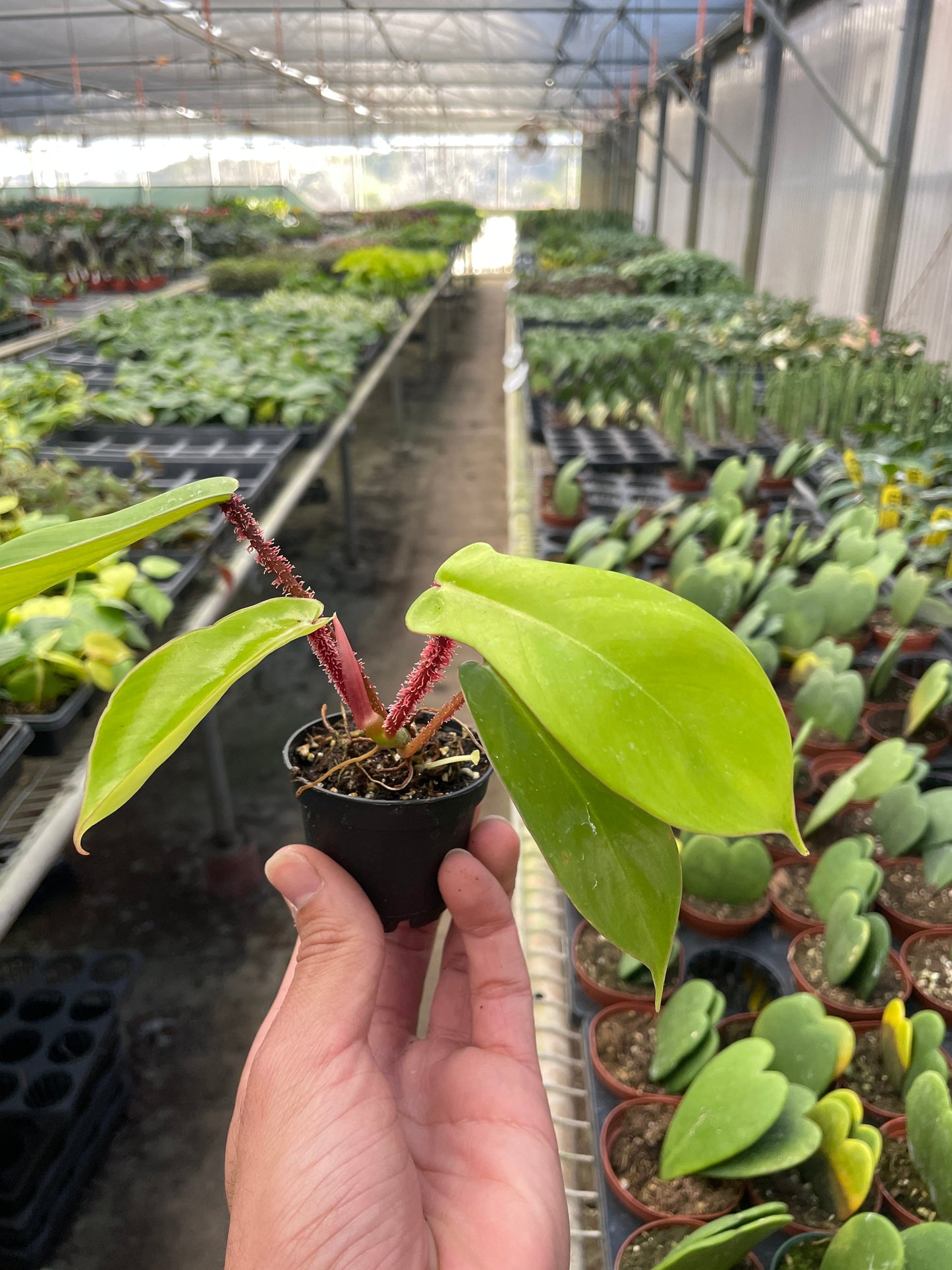 Philodendron Squamiferum